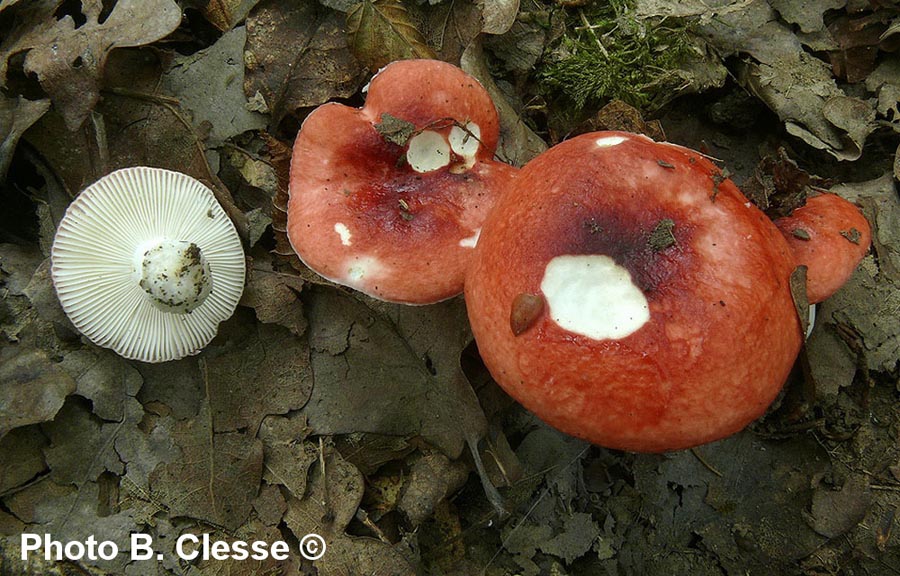 Russula rhodomelaena