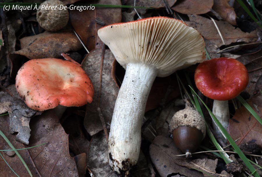 Russula rhodomelaena