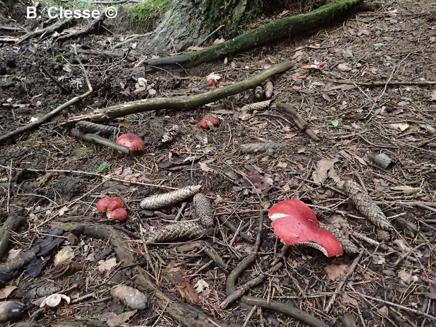 Russula rhodopus