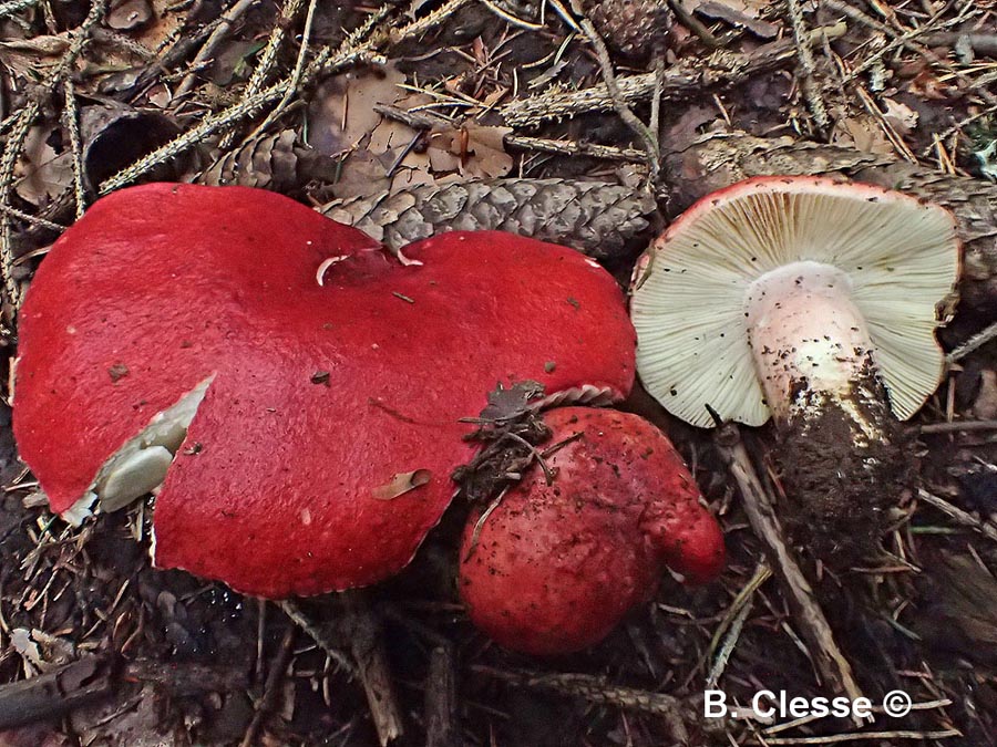 Russula rhodopus