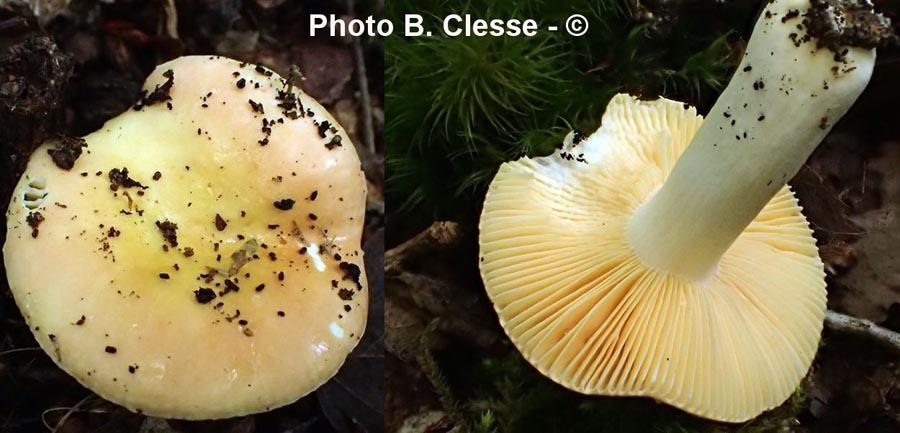 Russula risigallina