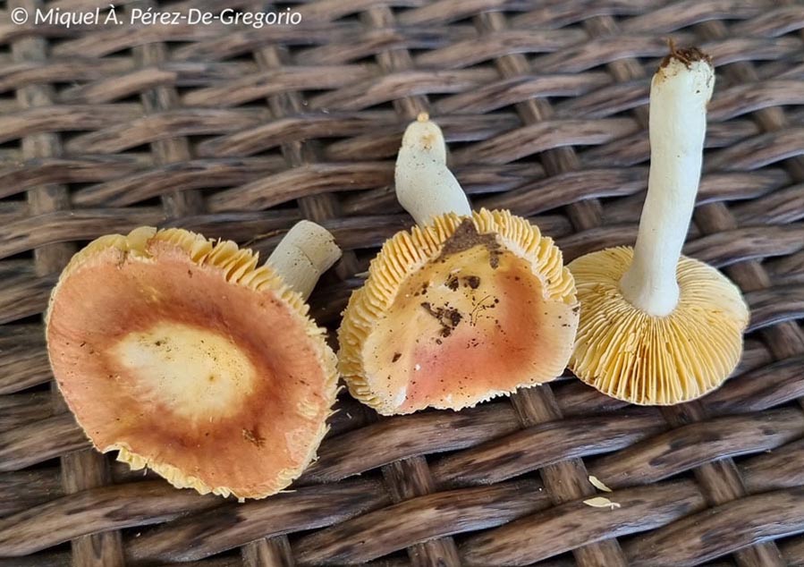 Russula risigallina