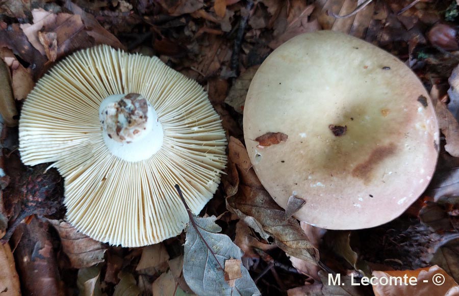 Russula romellii