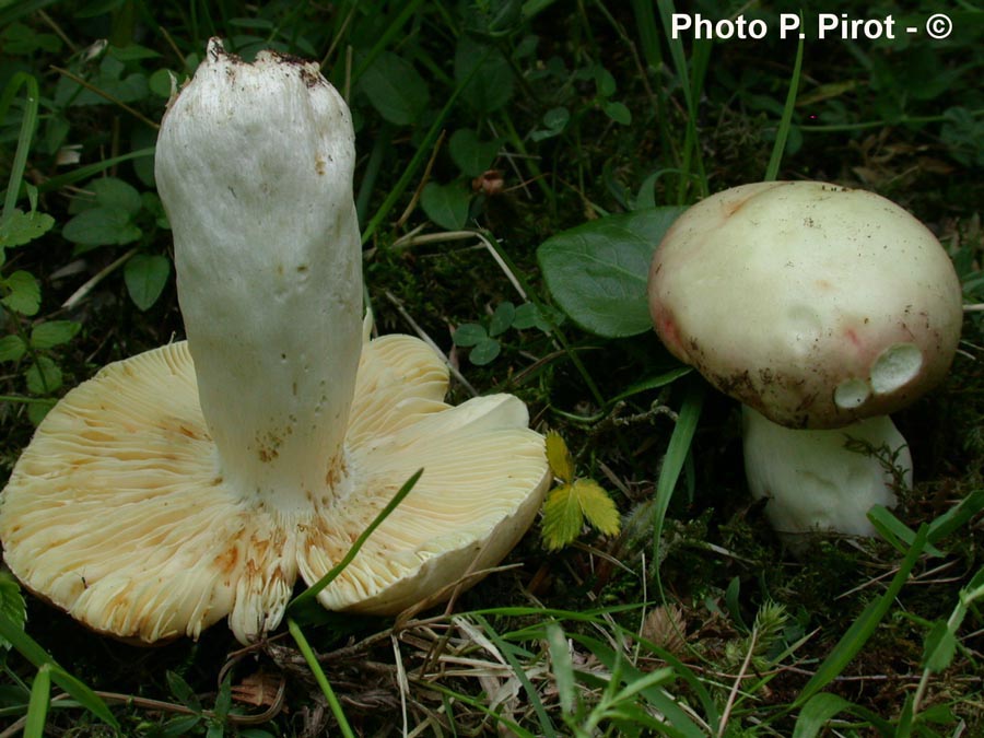 Russula romellii