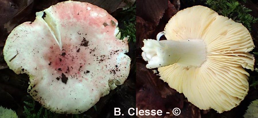 Russula roseicolor