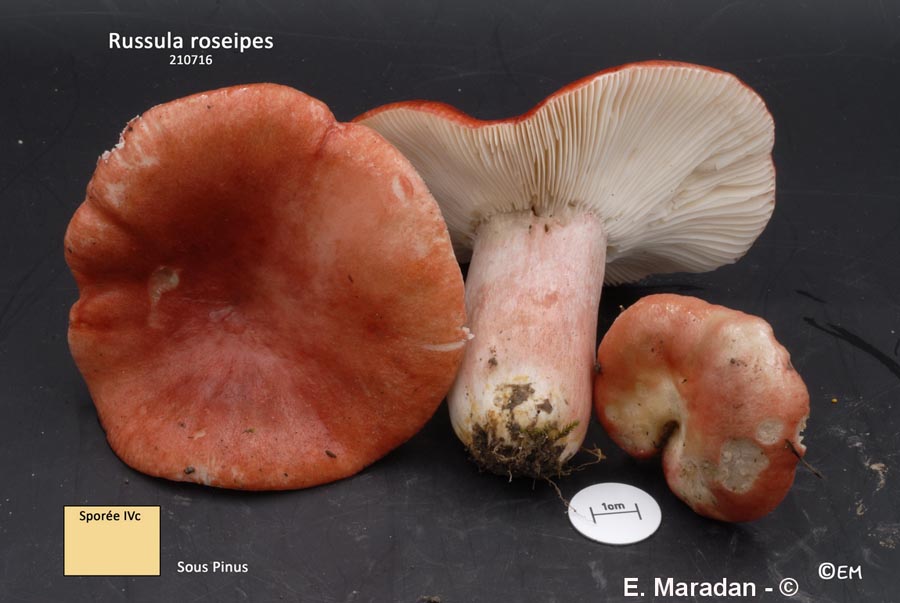 Russula roseipes