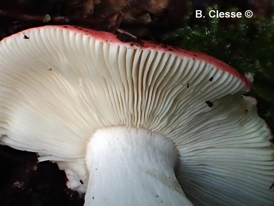 Russula rubra