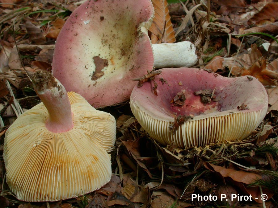 Russula rubra