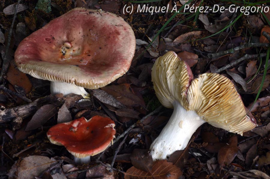 Russula rubroalba