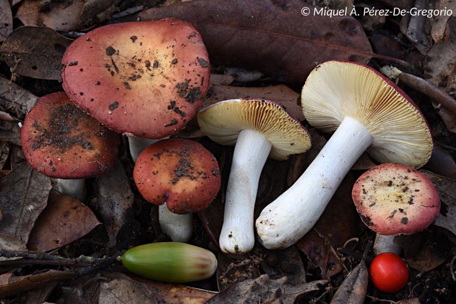 Russula rutila