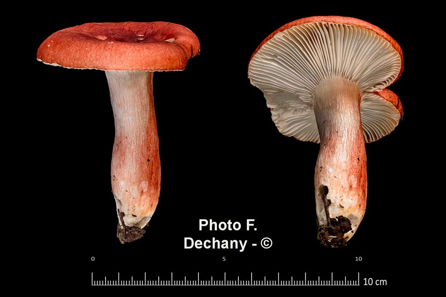 Russula sanguinaria