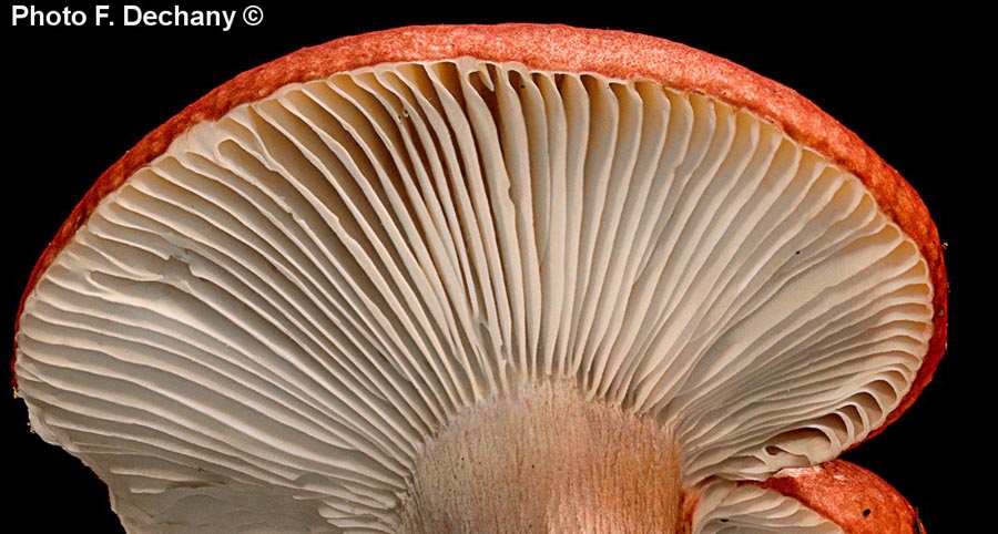 Russula sanguinaria