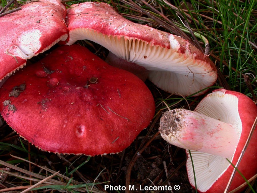 Russula sanguinaria