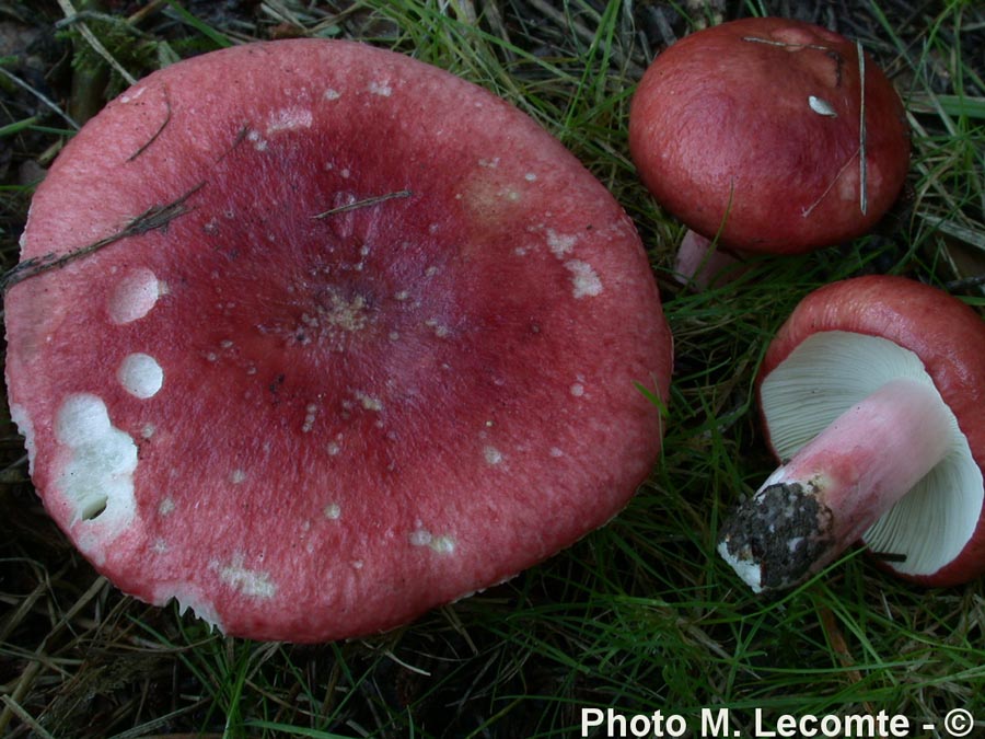 Russula sanguinaria