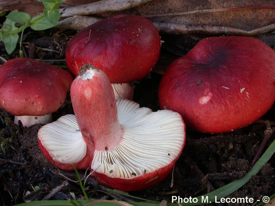 Russula sanguinaria