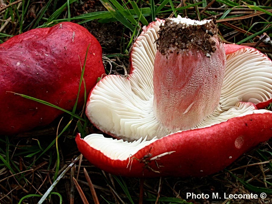 Russula sanguinaria