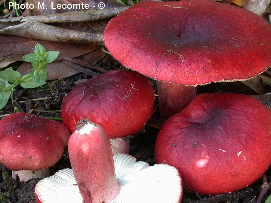 Russula sanguinaria