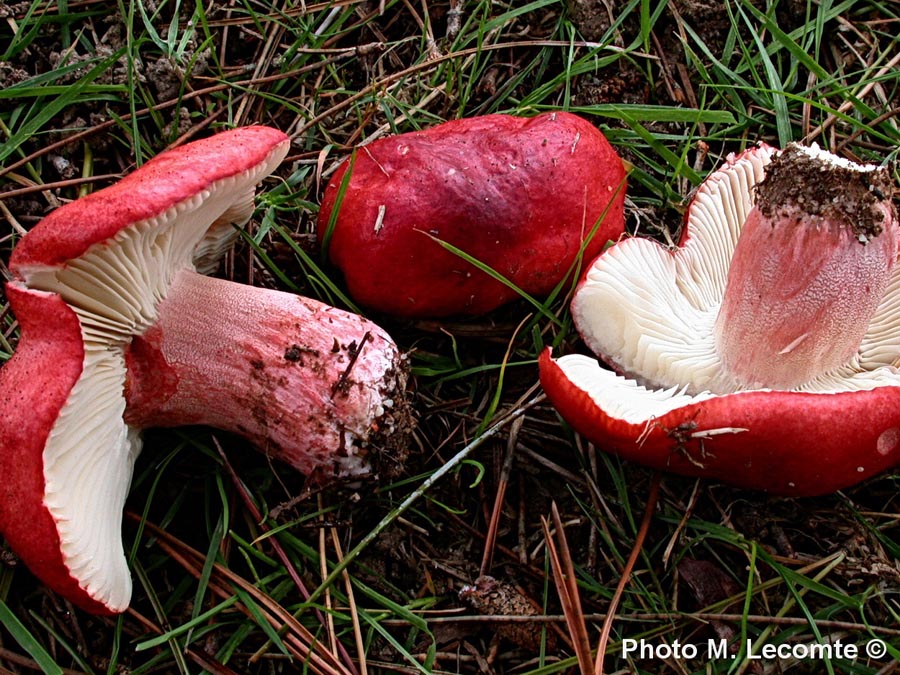 Russula sanguinaria