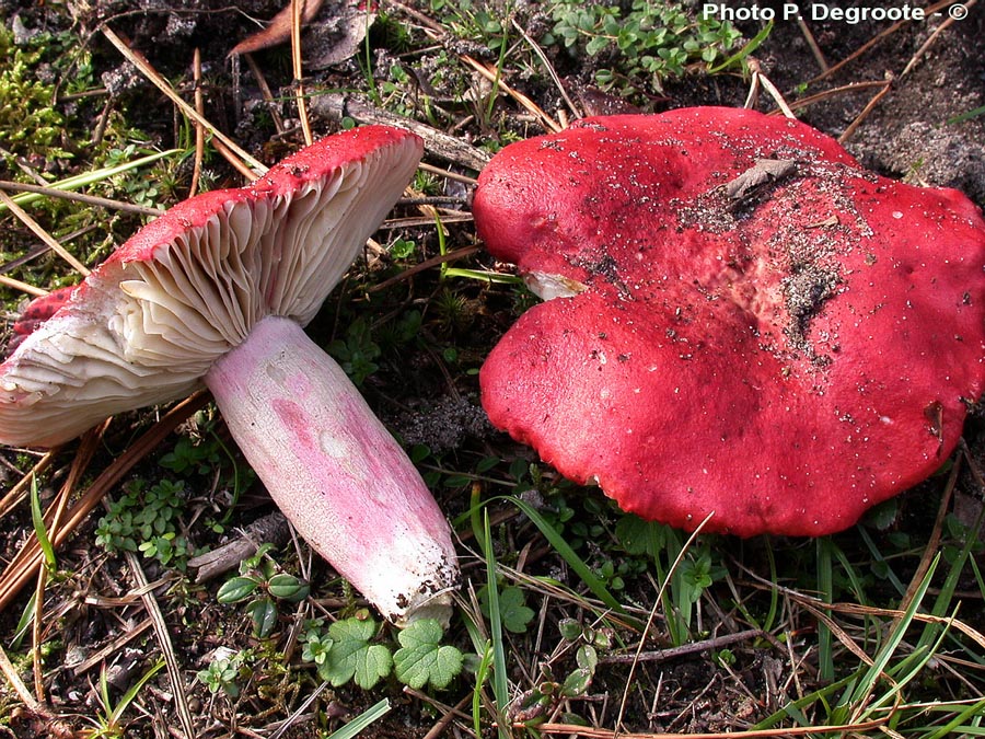 Russula sanguinaria