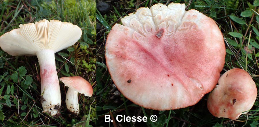 Russula sanguinea