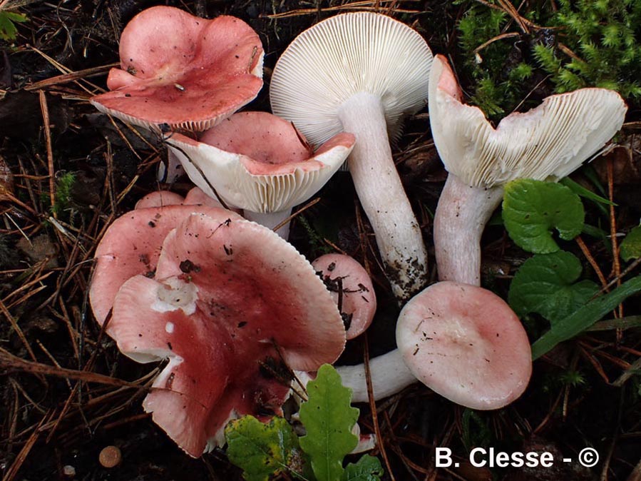 Russula sanguinea