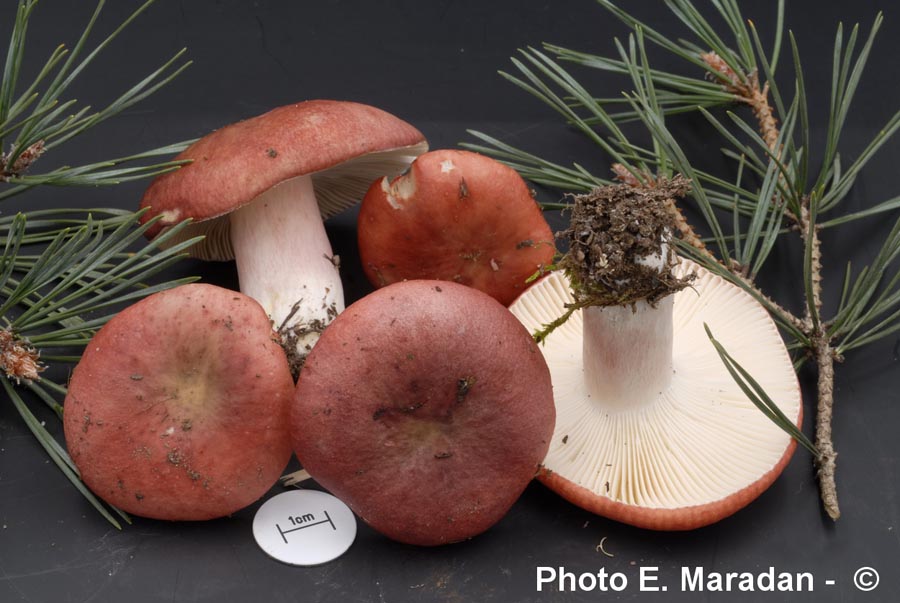 Russula sanguinea