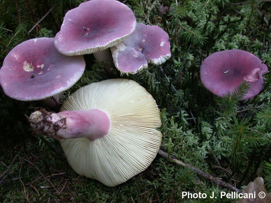 Russula drimeia