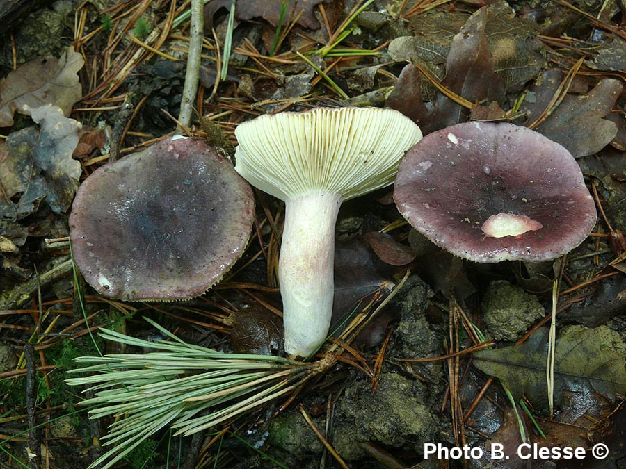 Russula drimeia (Russula sardonia)