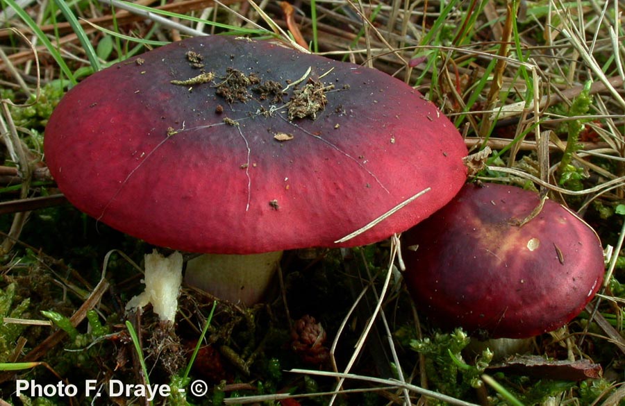 Russula drimeia (Russula sardonia)