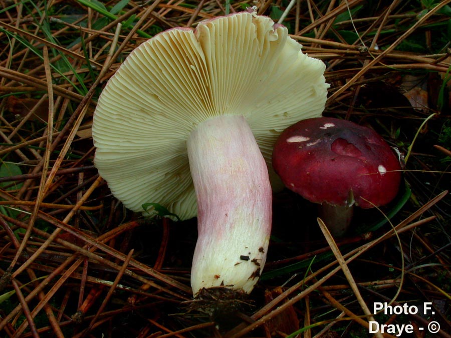 Russula drimeia (Russula sardonia)