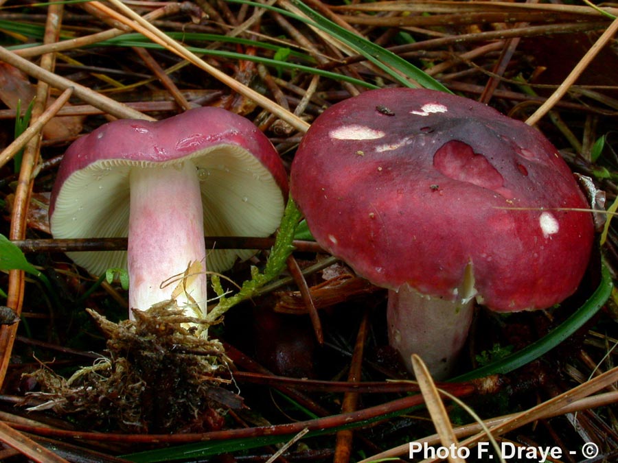 Russula drimeia (Russula sardonia)