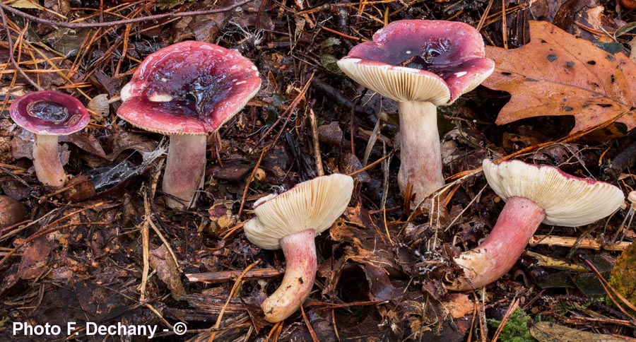 Russula drimeia (Russula sardonia)