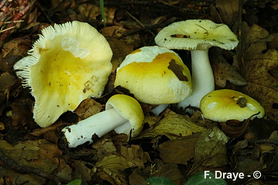 Russula solaris