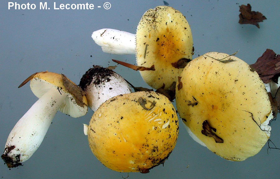 Russula solaris