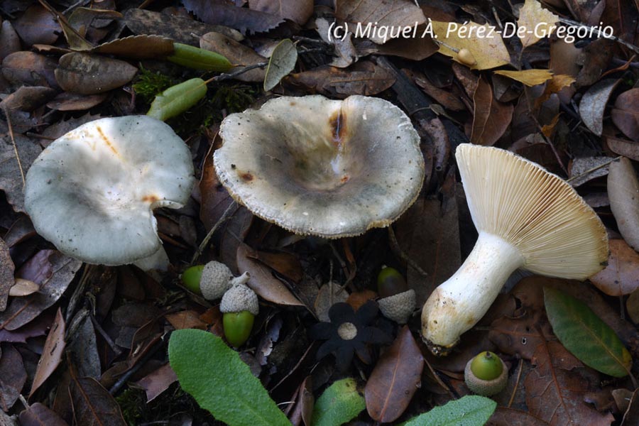 Russula stenotricha