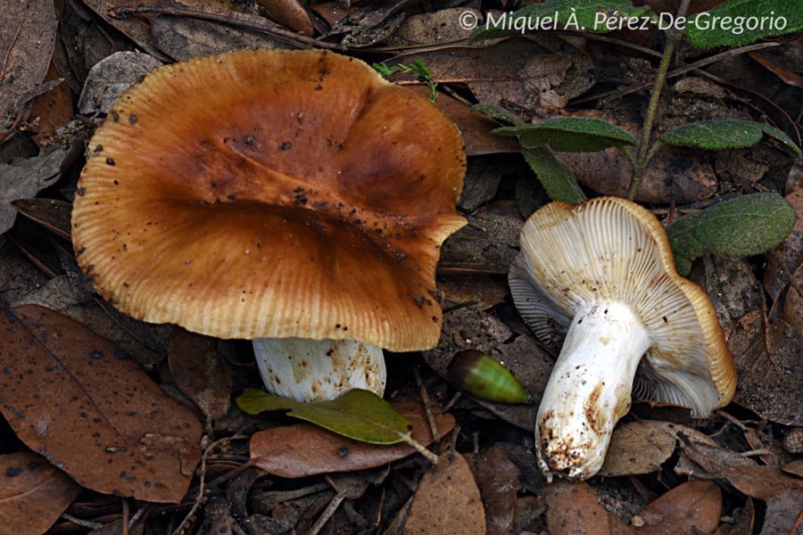 Russula subfoetens