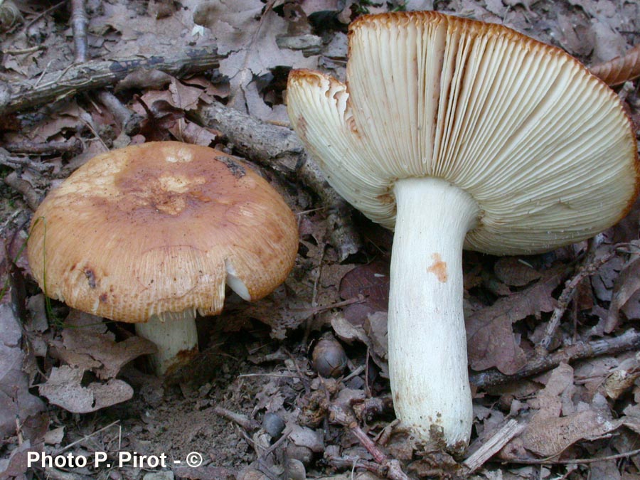 Russula subfoetens