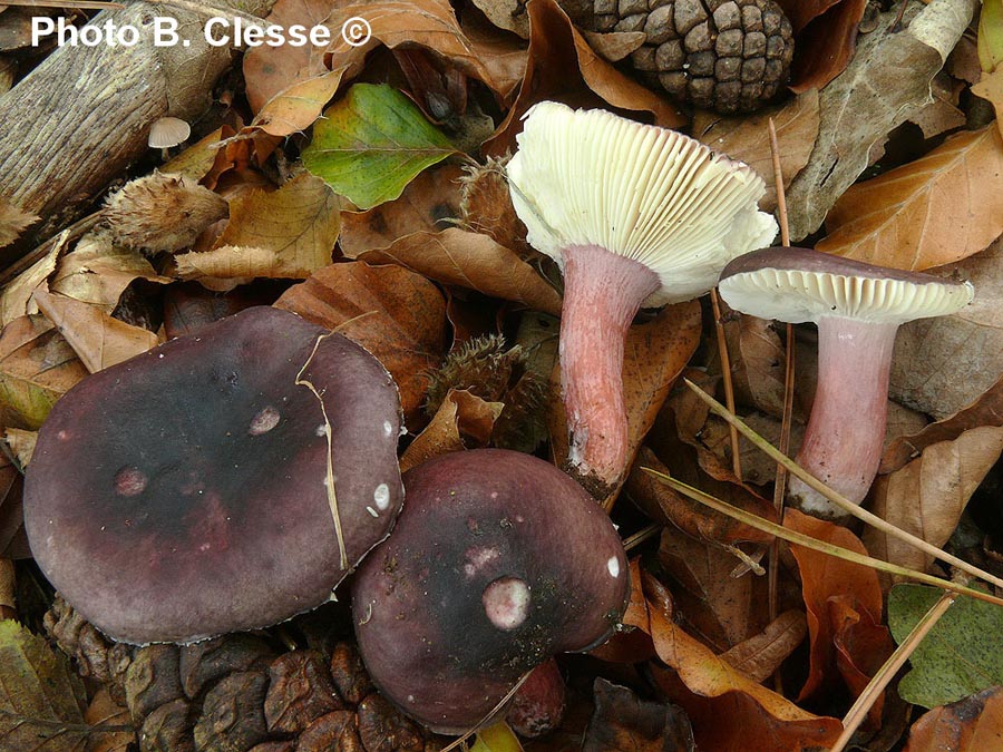 Russula torulosa