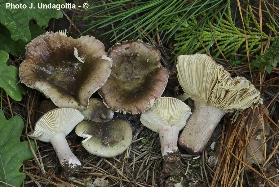 Russula torulosa