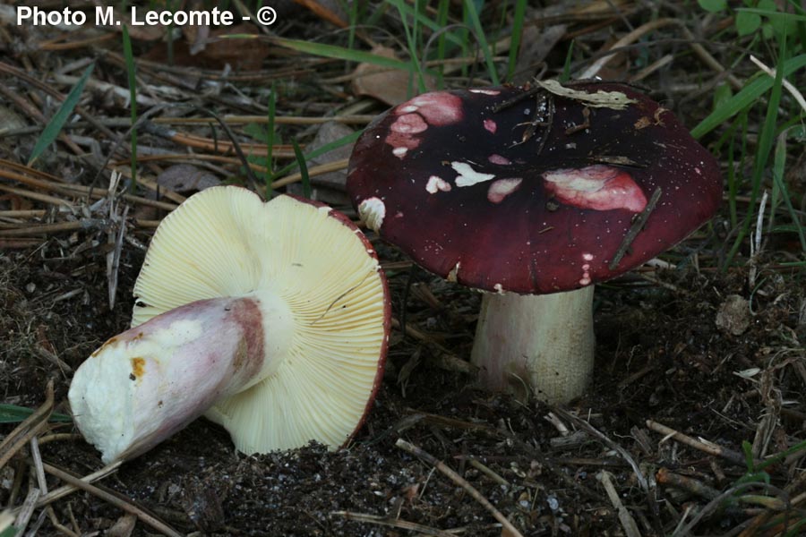 Russula torulosa