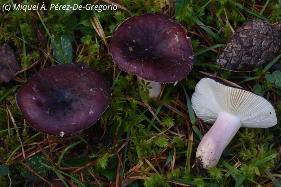 Russula torulosa