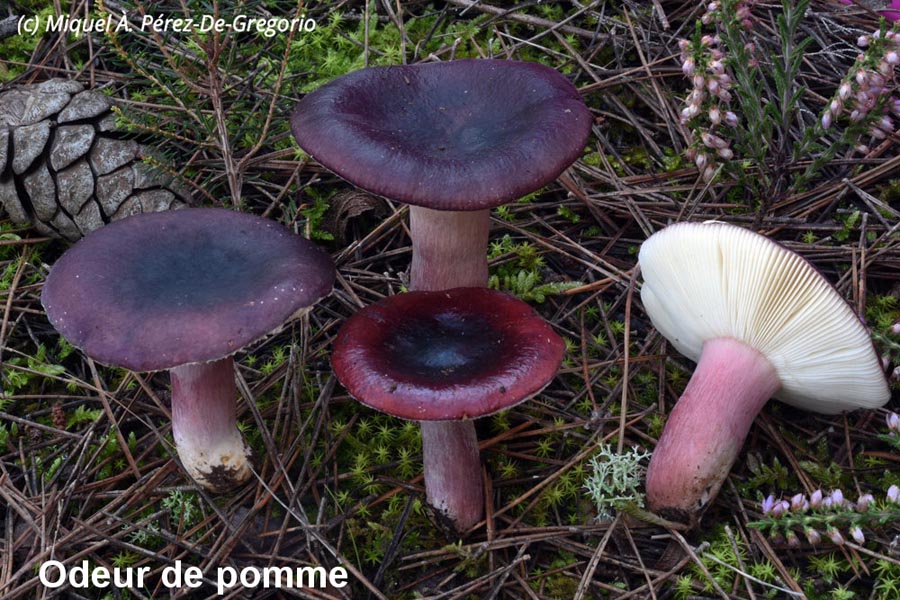 Russula torulosa