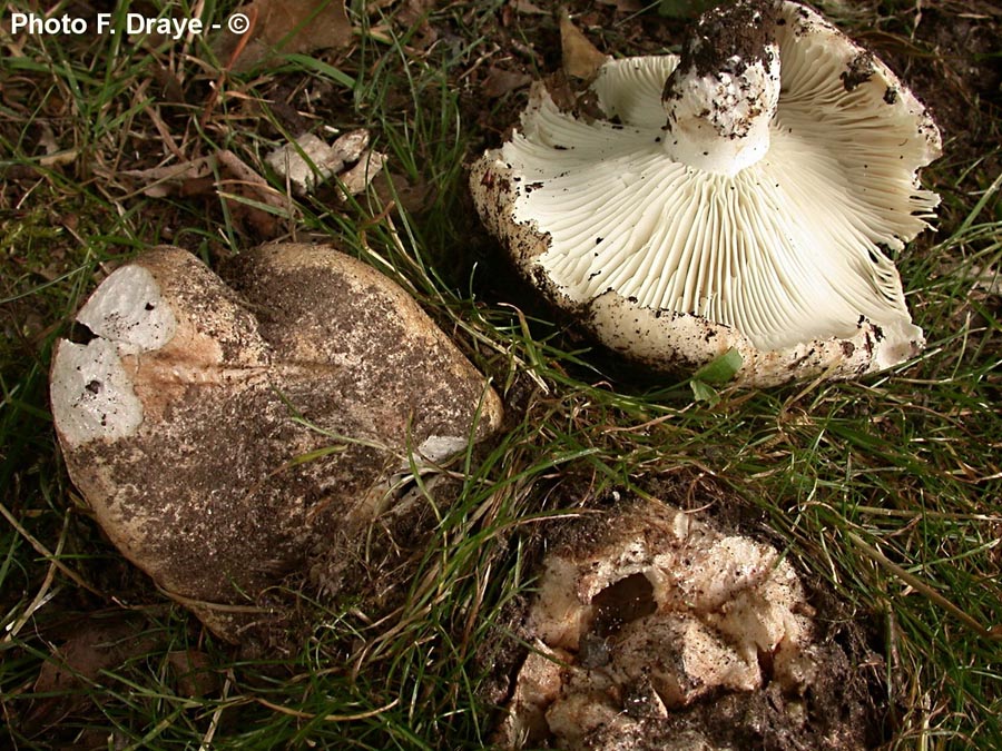 Russula trachyspora