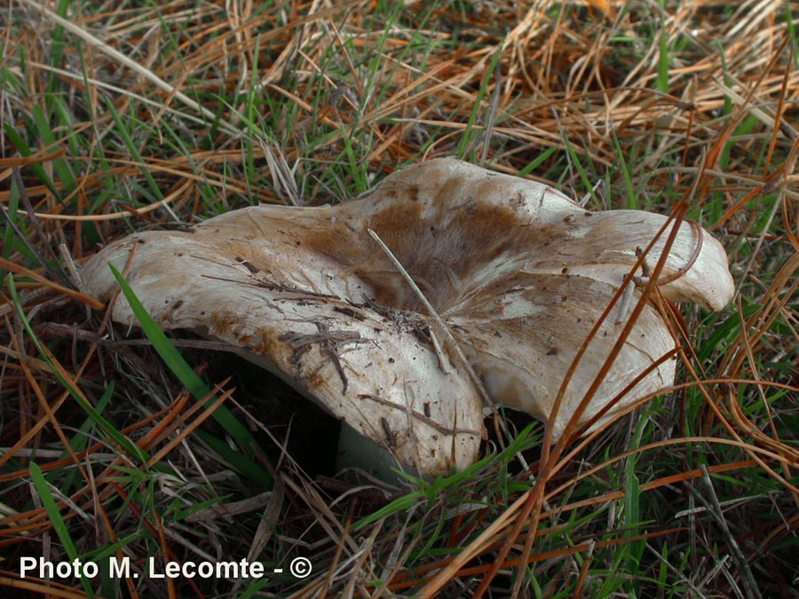 Russula trachyspora