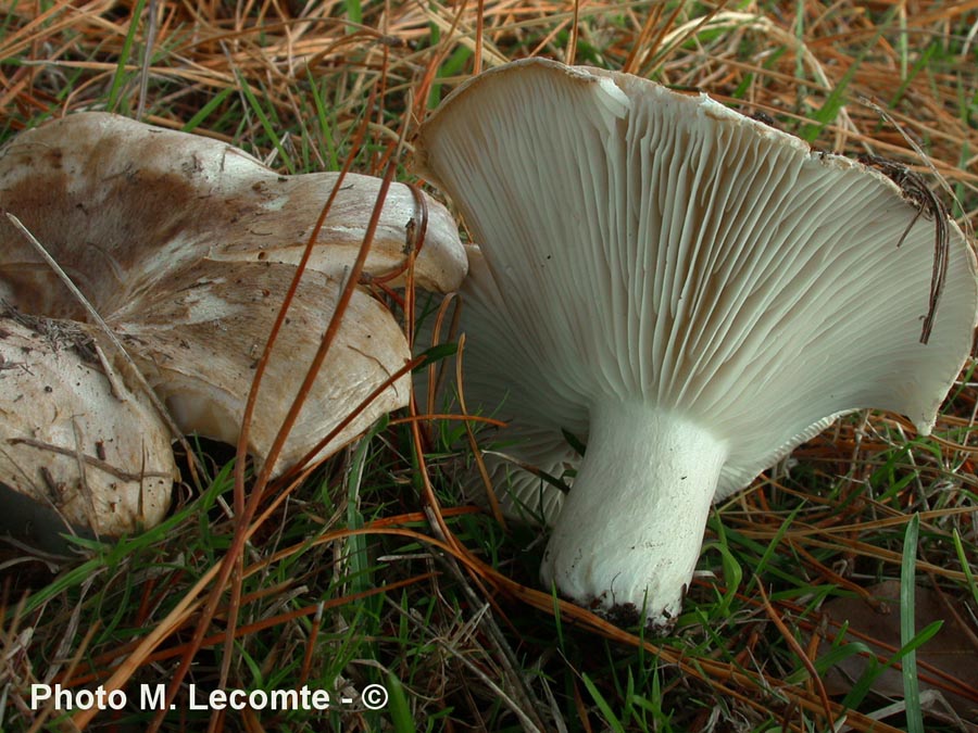 Russula trachyspora