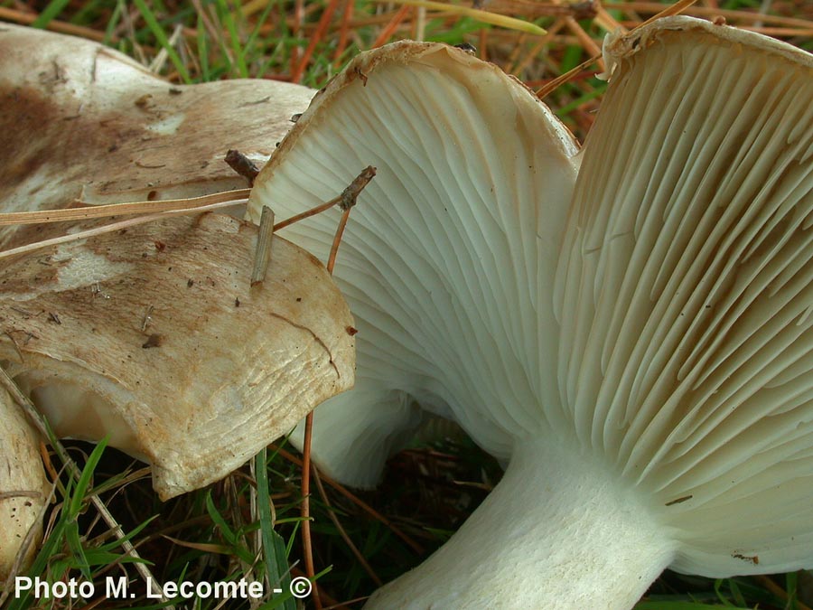 Russula trachyspora