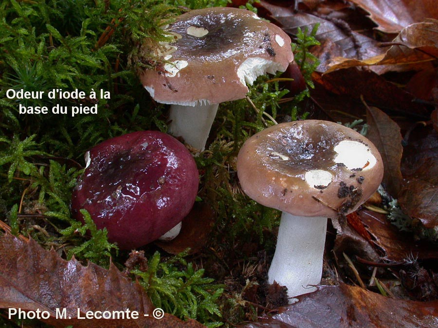 Russula turci