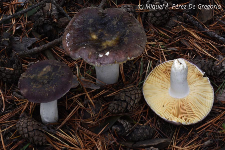 Russula turci