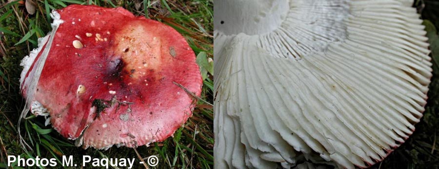 Russula unicolor