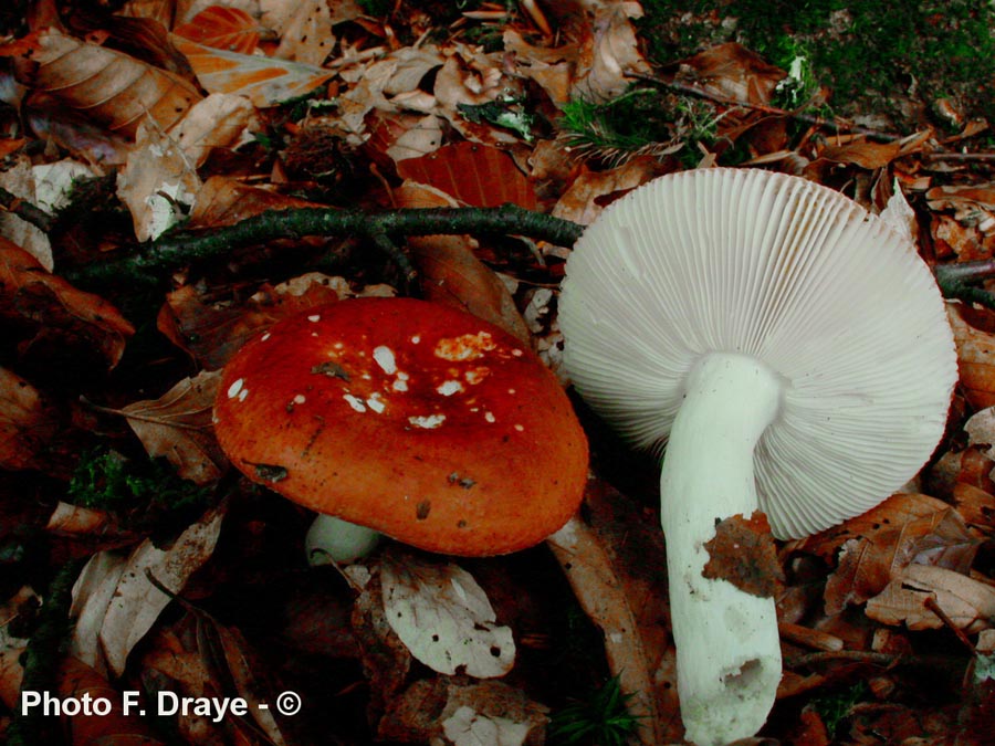 Russula velenovskyi